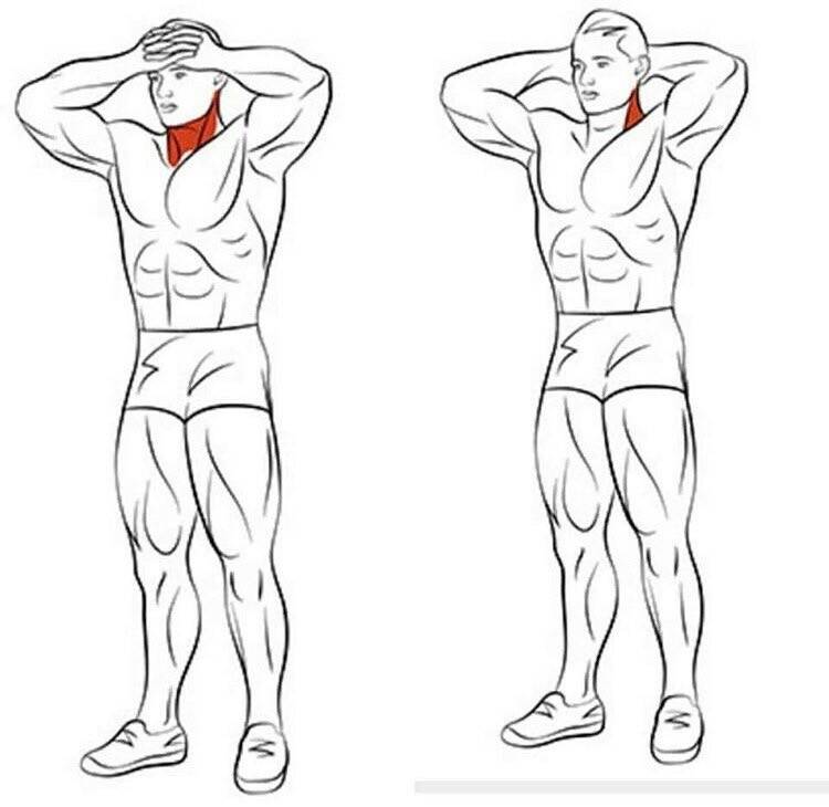 Как сделать шею толще: эффективные упражнения, порядок выполнения, фото - tony.ru