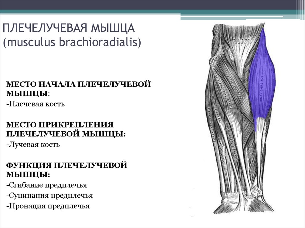 Брахиалис - что это за мышца и где находится, упражнения для накачки брахиалиса