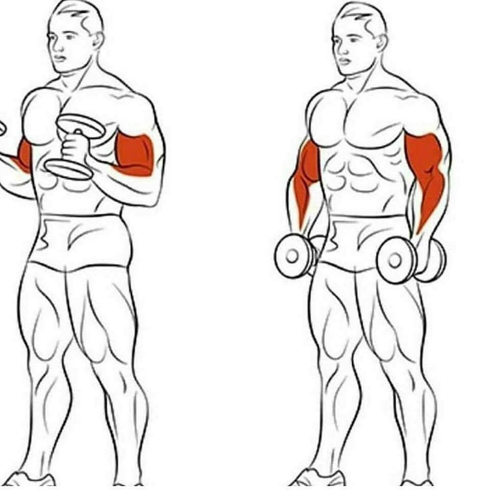 Подъёмы штанги на бицепс стоя или сидя: какие варианты лучше для тренировок