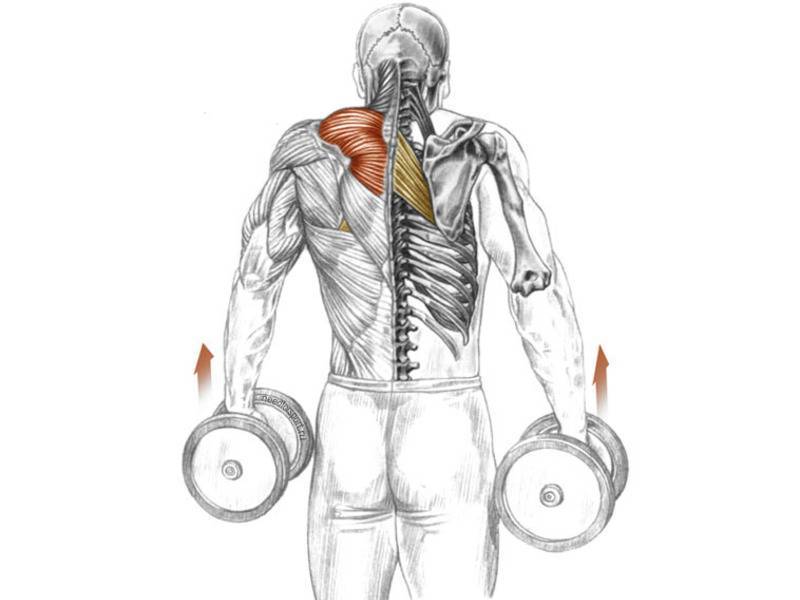 Трапециевидная мышца спины. функции, фото, где находится, что делать если болит, спазм, упражнение, расслабление