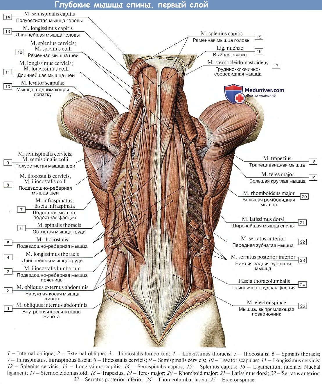 Учебное пособие «биомеханика мышц»