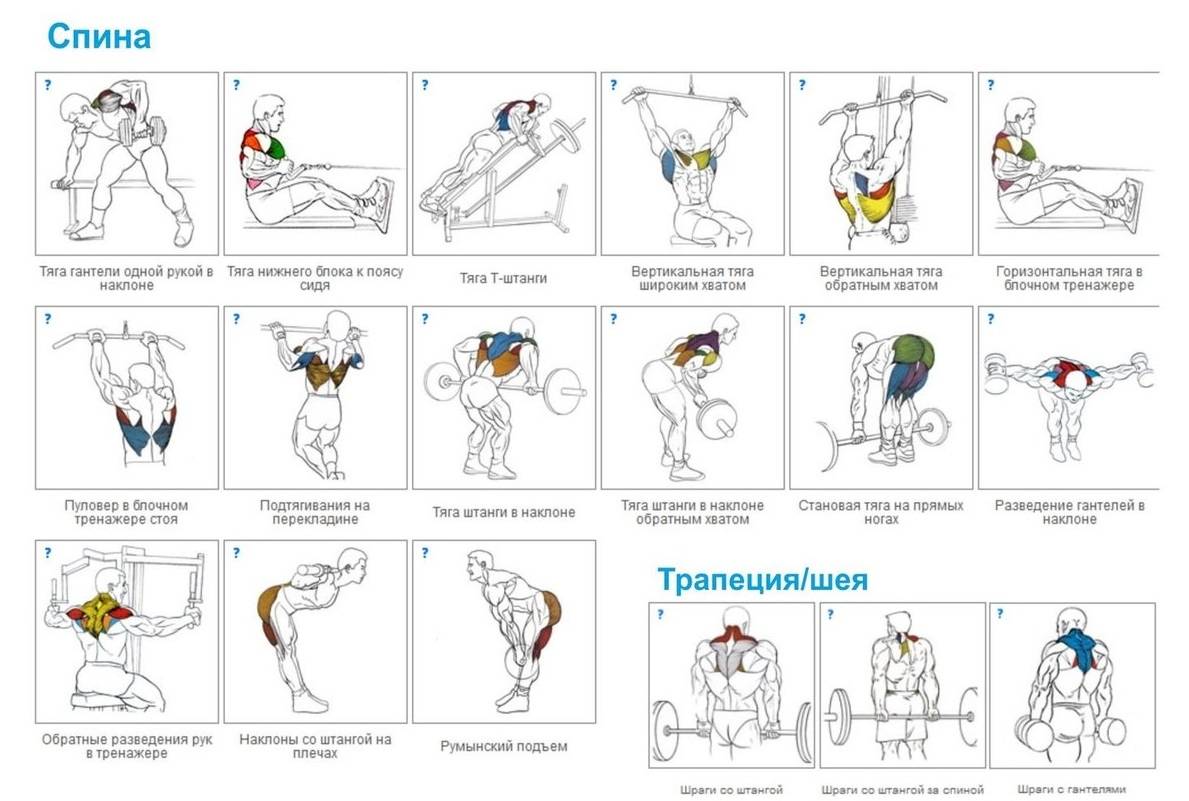 Как накачать мышцы спины: программа тренировок и лучшие упражнения на спину в тренажерном зале для увеличения ширины и массы