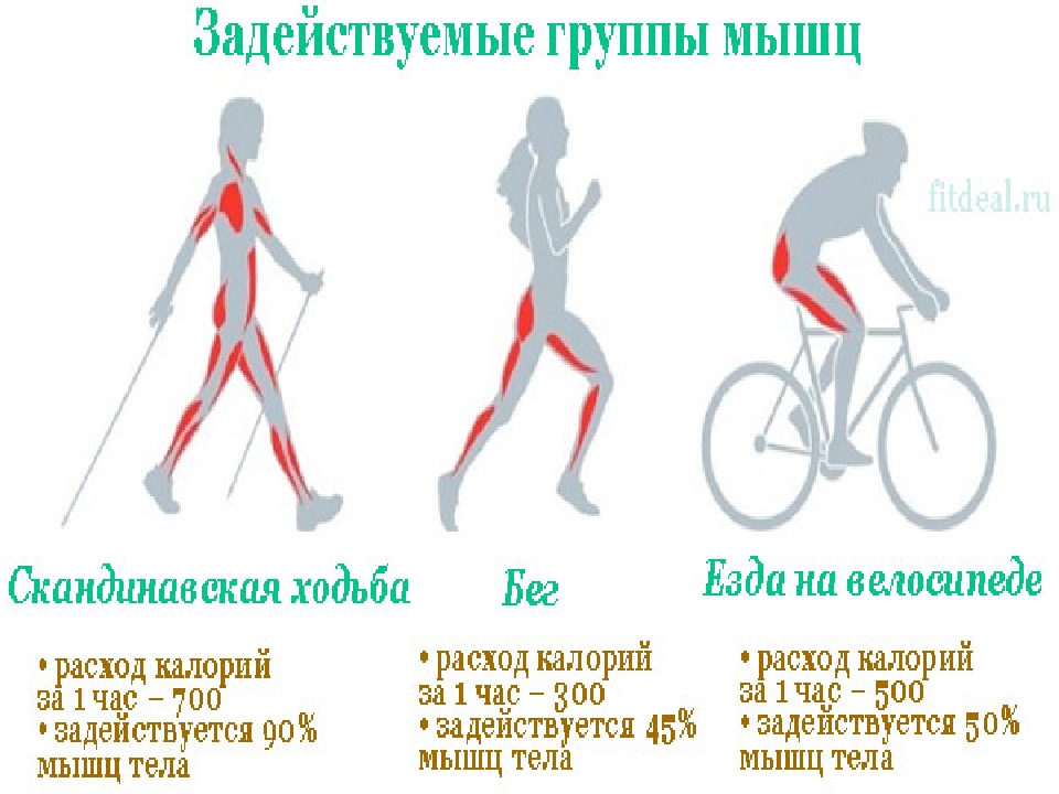 Какие мышцы задействованы при езде на велосипеде — экстрим спорт