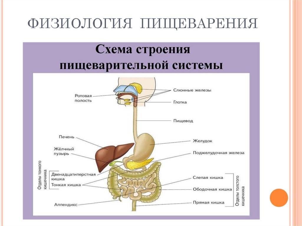 Мальабсорбция - синдром нарушенного всасывания кишечника | университетская клиника