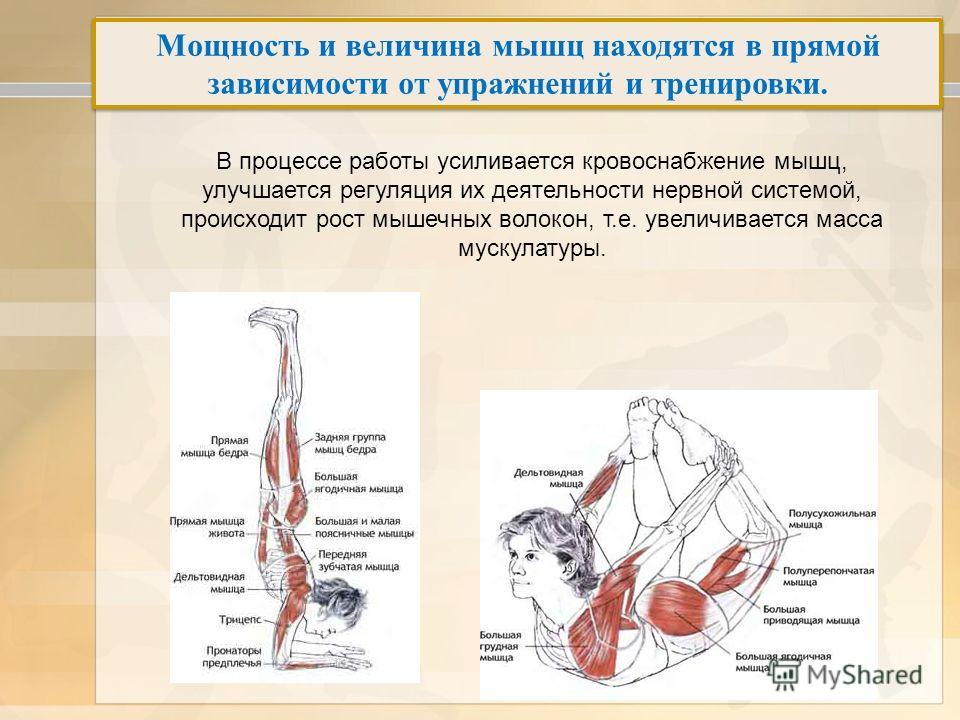 Возрастные изменения структуры и функции скелетных мышц