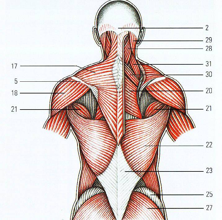 Учебное пособие "биомеханика мышц"
учебное пособие "биомеханика мышц"