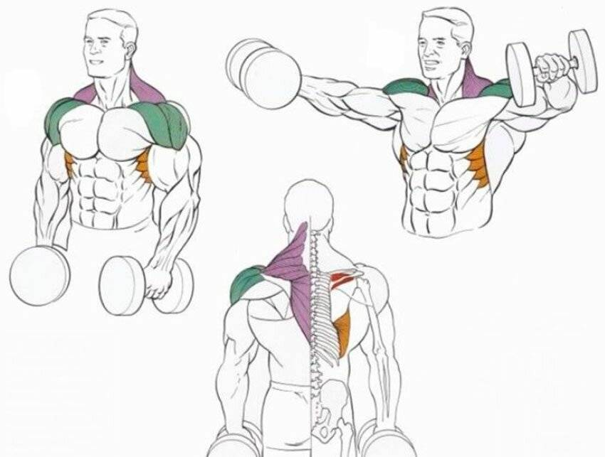 Как мужчине накачать мышцы-крылья (широчайшие): упражнения для дома и спортзала