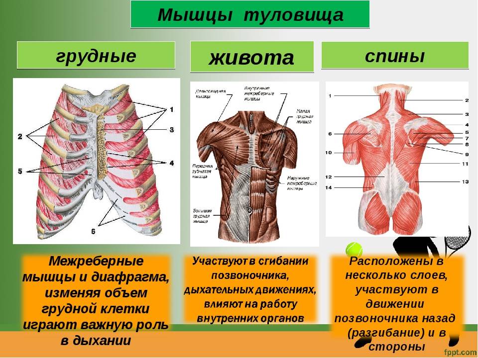 Мышцы груди: строение, функции, заболевания