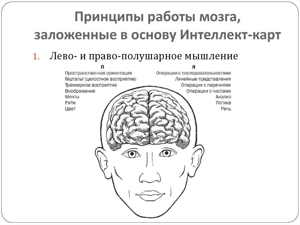 Неочевидная связь мозга и кишечника: как это влияет на здоровье