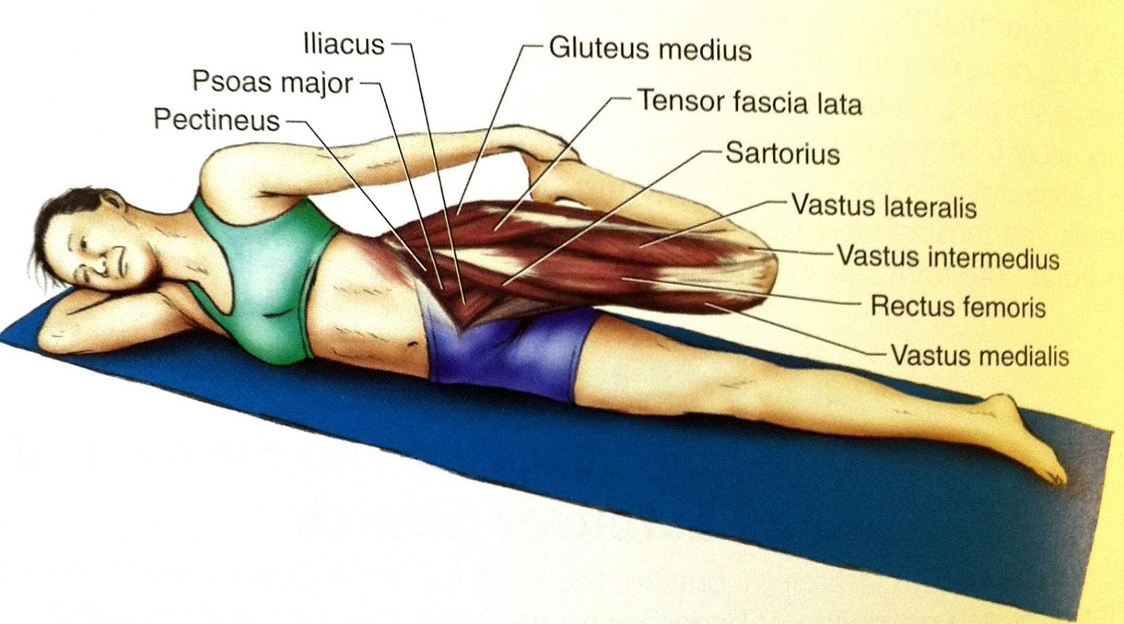 Подвздошно-поясничная мышца (большая): функции, как продиагностировать, почему болит