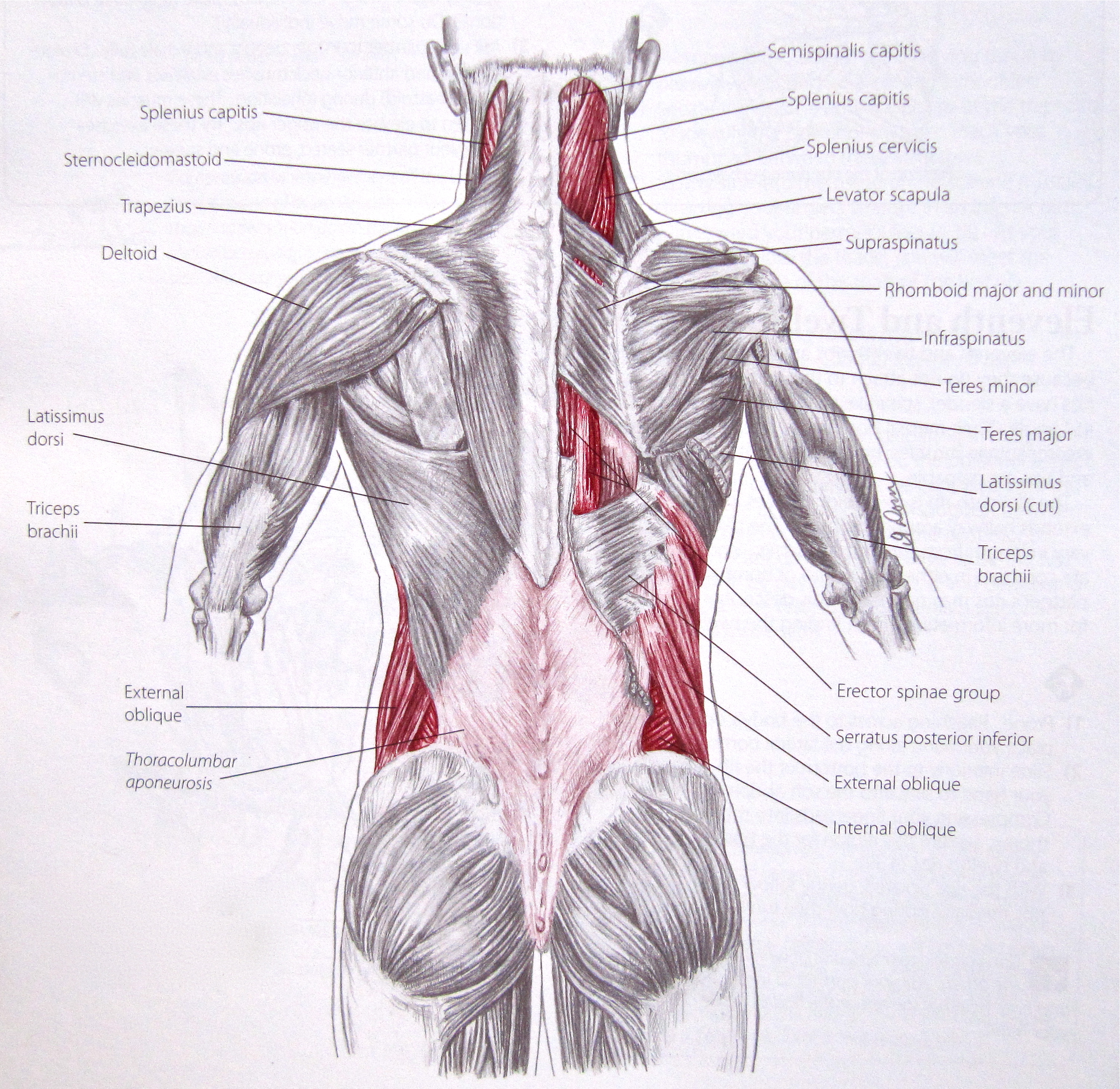 Мышцы плечевого пояса: таблица строения, анатомия и упражнения