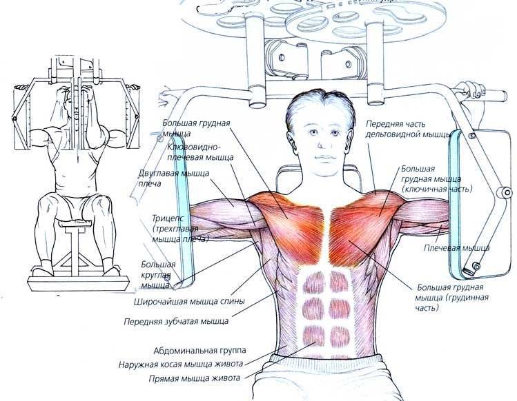 Упражнение бабочка на тренажере для грудных мышц
