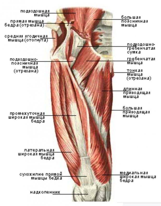 Квадрицепс: упражнения для прямой, латеральной, медиальной и промежуточной головок четырехглавой мышцы бедра
