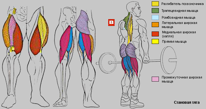 Становая тяга на прямых ногах, особенности, какие мышцы работают