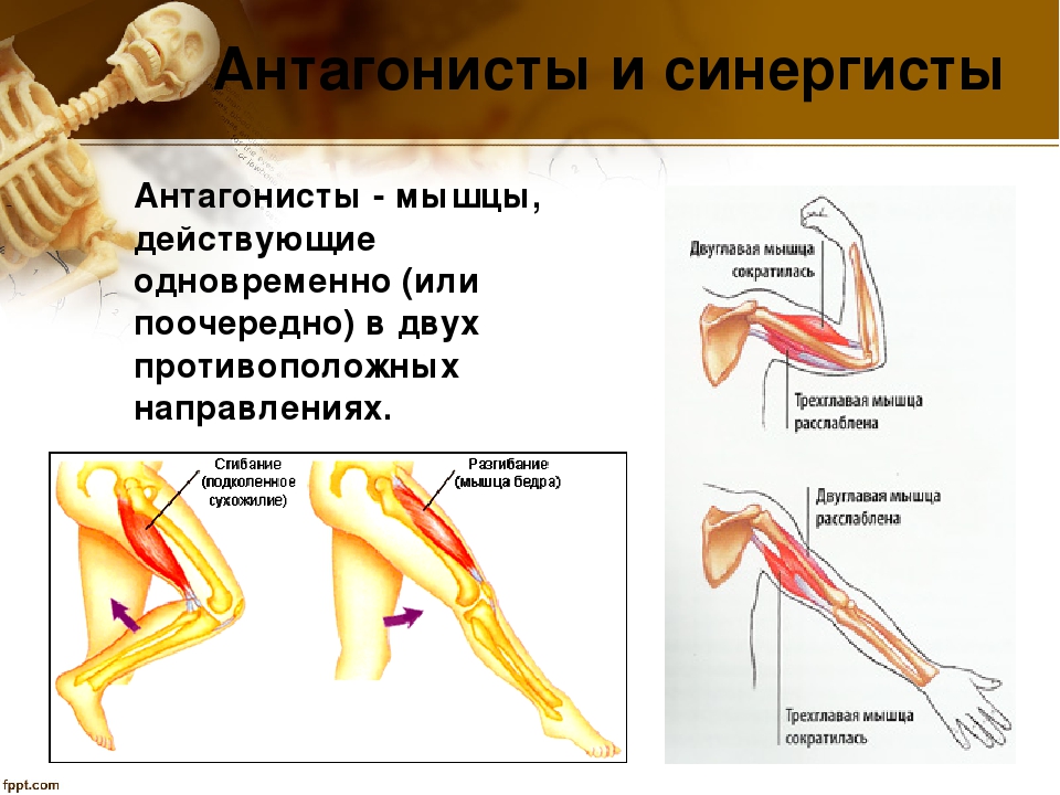 Классификации скелетных мышц человека
классификации скелетных мышц человека