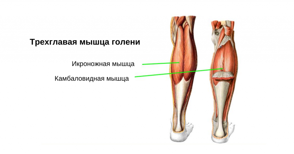 Камбаловидная мышца: где находится, почему болит и как её накачать, упражнения, тренажеры