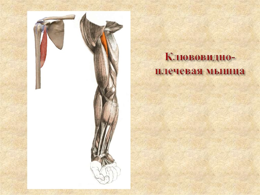 Клювовидно-плечевая мышца (связка) - ее функции, травмы и патологии, лечение