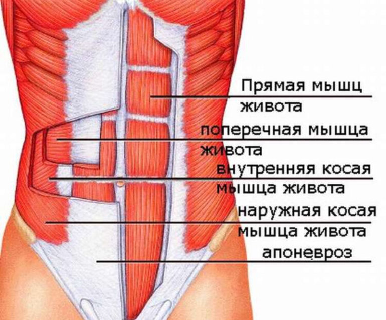 Как укрепить косые мышцы и прямую мышцу живота