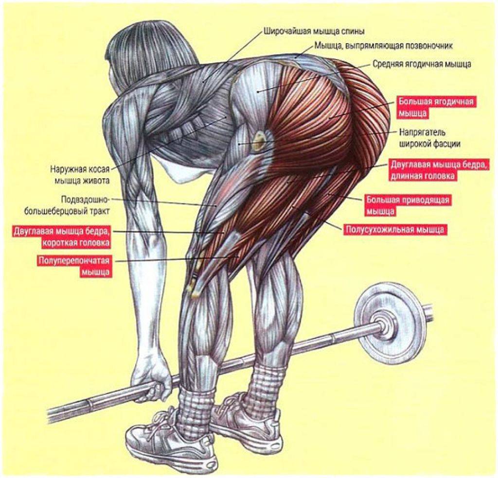 Становая тяга — техника и польза. базовое упражнение №1 для мышц!