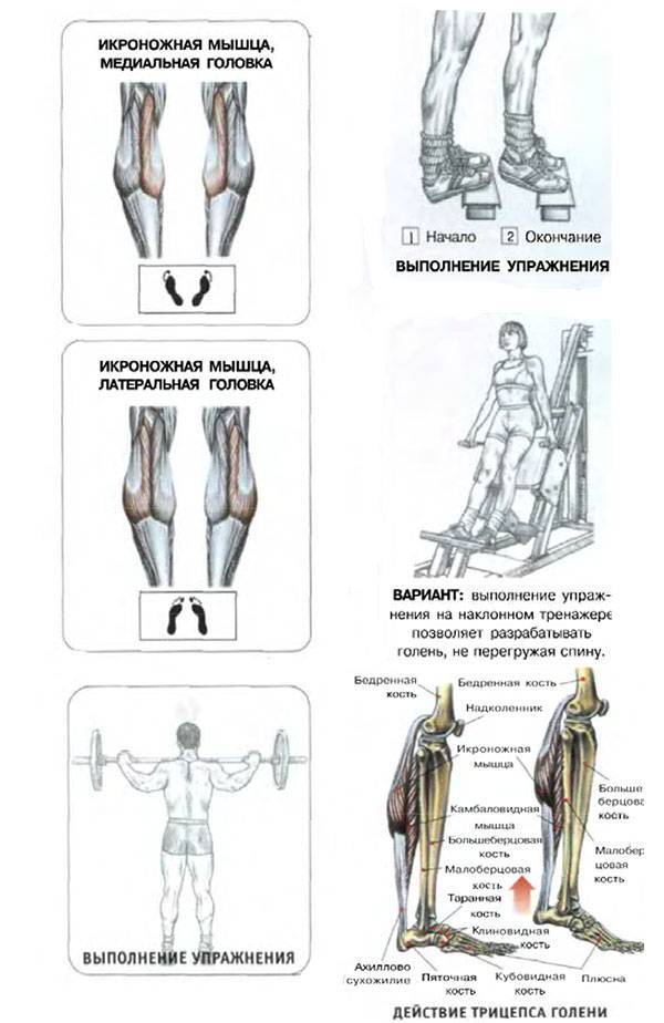 Сводит мышцы: что делать и к какому врачу обращаться, если сводит руку или ногу.