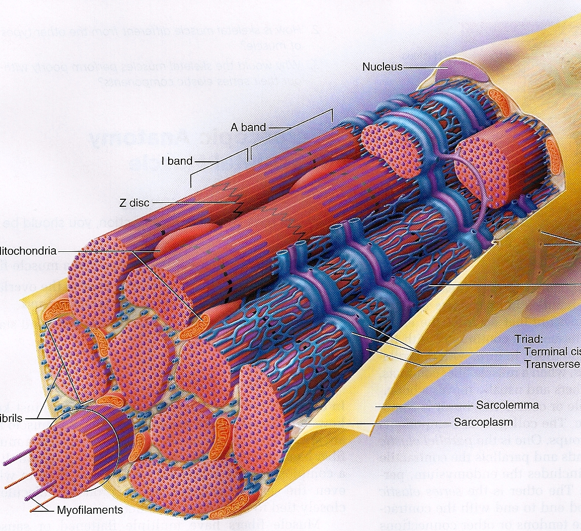 Из чего состоят мышечные волокна?
из чего состоят мышечные волокна?