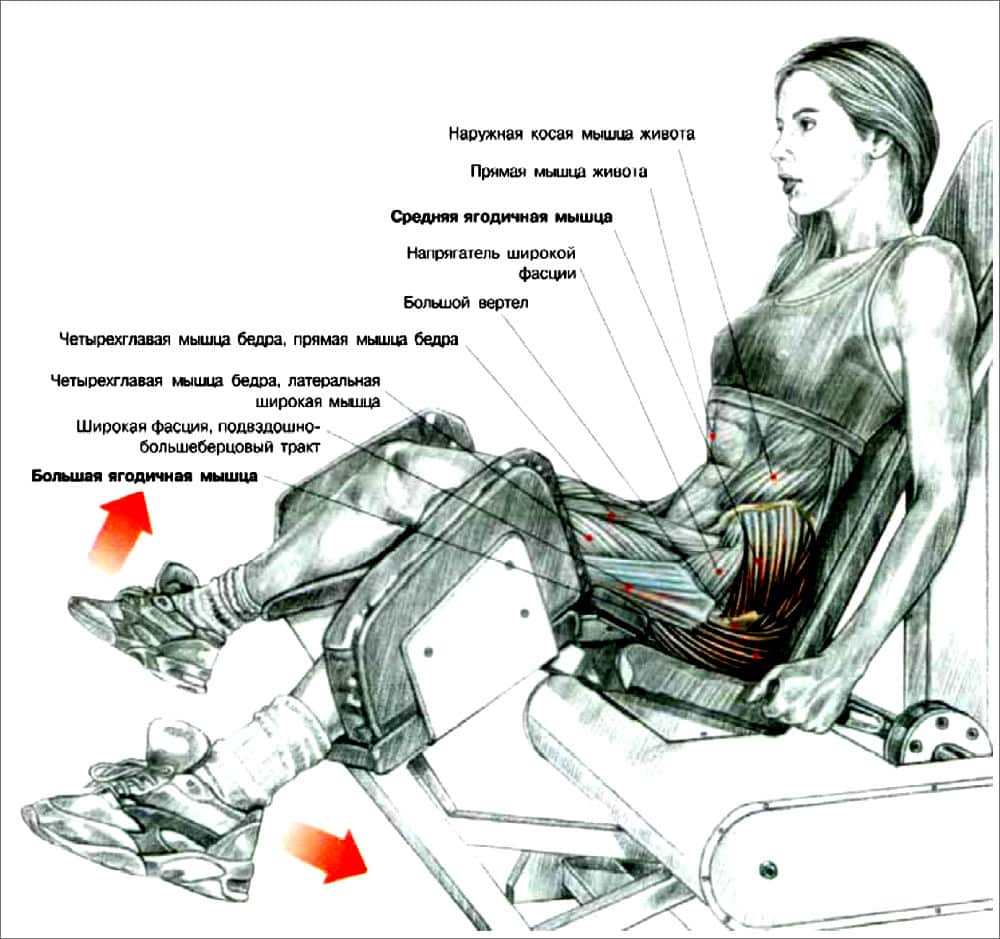 Сведение ног в тренажере: техника выполнения сидя для мужчин и женщин