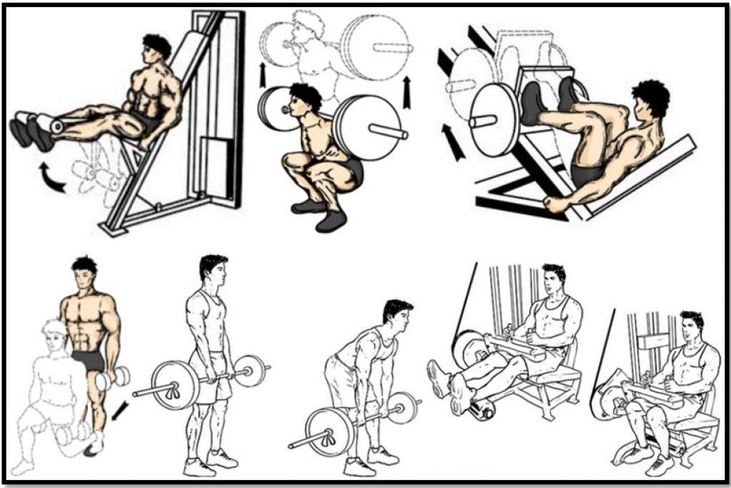 Эффективные упражнения для тренировки мышц ног на массу в тренажерном зале: программа и советы