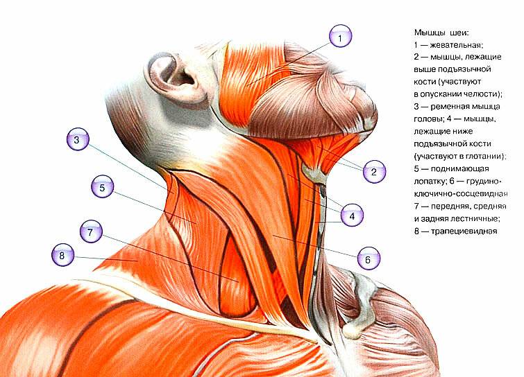 Платизма - мышца шеи, комплекс упражнений для укрепления, функции и анатомия