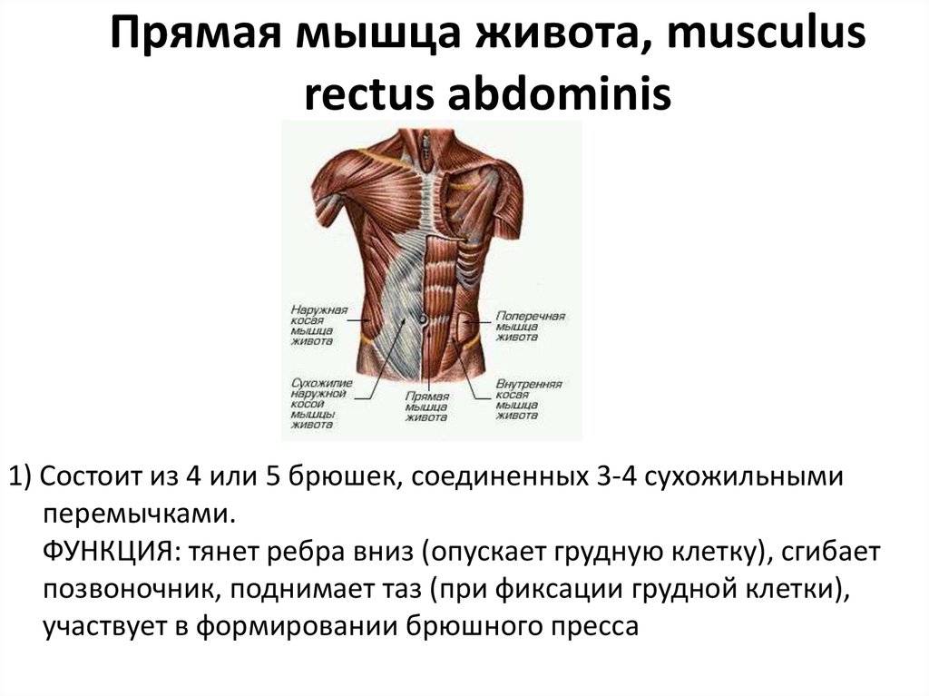 Поперечная мышца живота человека | анатомия поперечной мышцы живота, строение, функции, картинки на eurolab