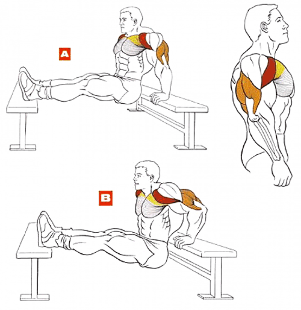Как накачать мышцы на тренажерах и в домашних условиях? упражнения для всех групп мышц - tony.ru