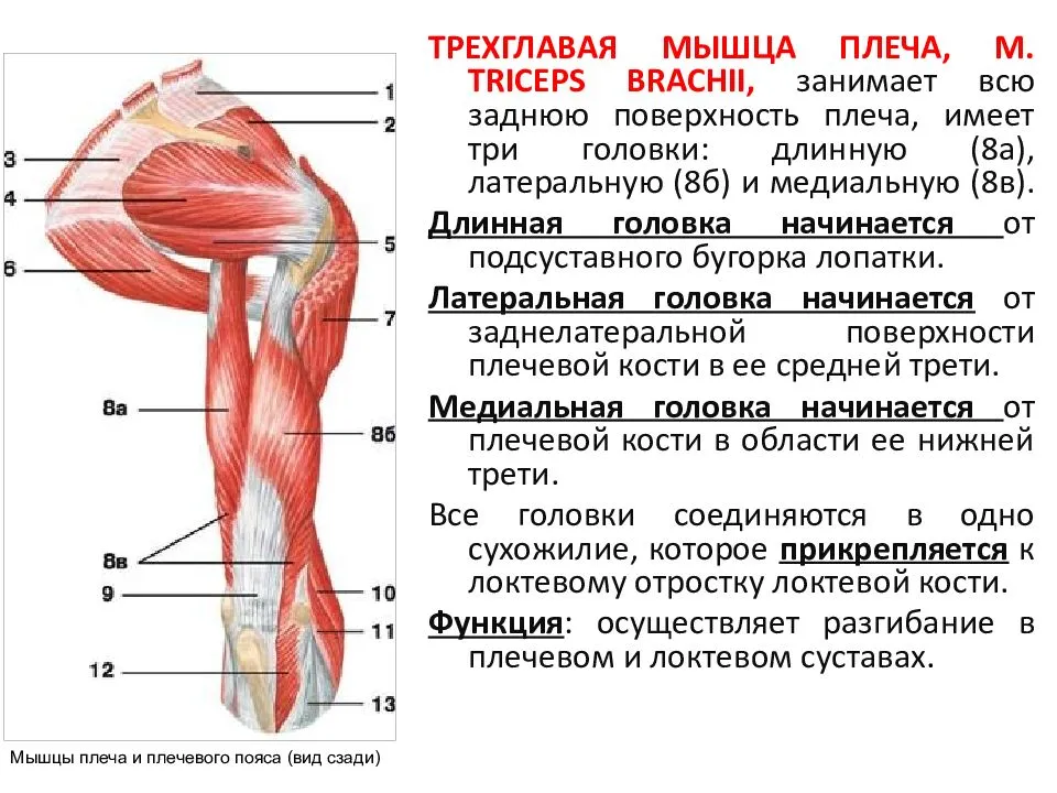 Мышцы плечевого пояса: анатомия, строение и упражнения