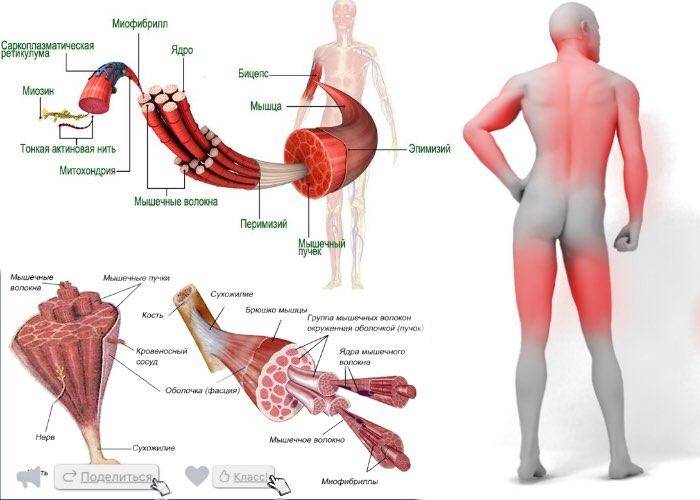 Болят мышцы и суставы после короновируса: причины и лечение - мотрин®