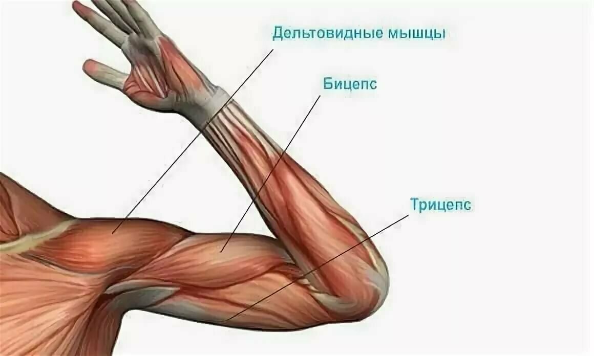 Трицепс сократится. Мышцы рук бицепс трицепс. Строение руки бицепс трицепс. Анатомия мышц руки трицепс. Строение бицепса руки анатомия.