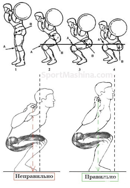Какие мышцы работают при приседании и качаются