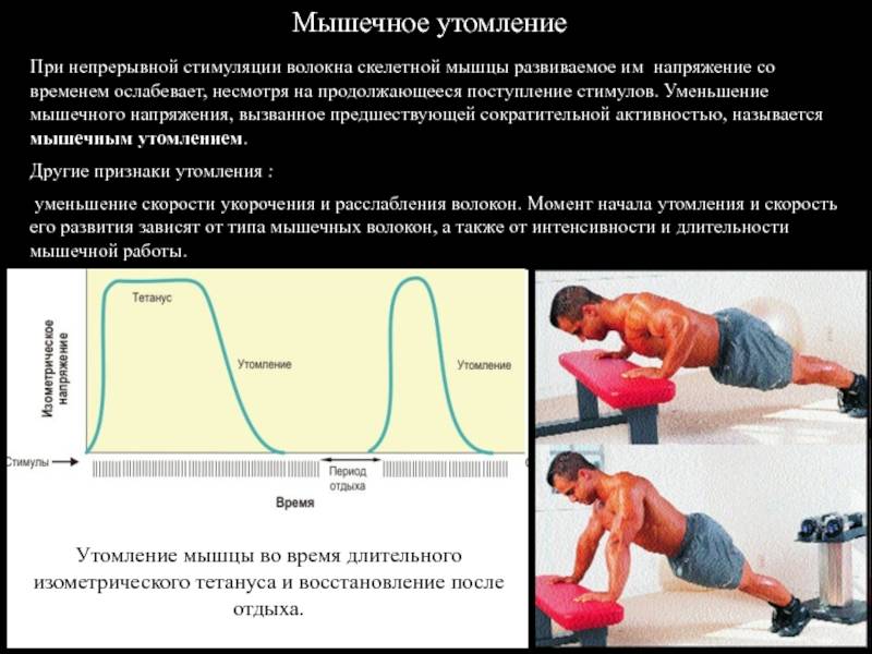 Факторы, определяющие силу и скорость сокращения мышц
факторы, определяющие силу и скорость сокращения мышц