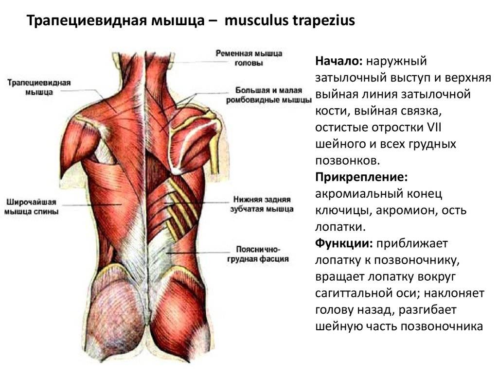Трапециевидная мышца человека | анатомия трапециевидной мышцы, строение, функции, картинки на eurolab
