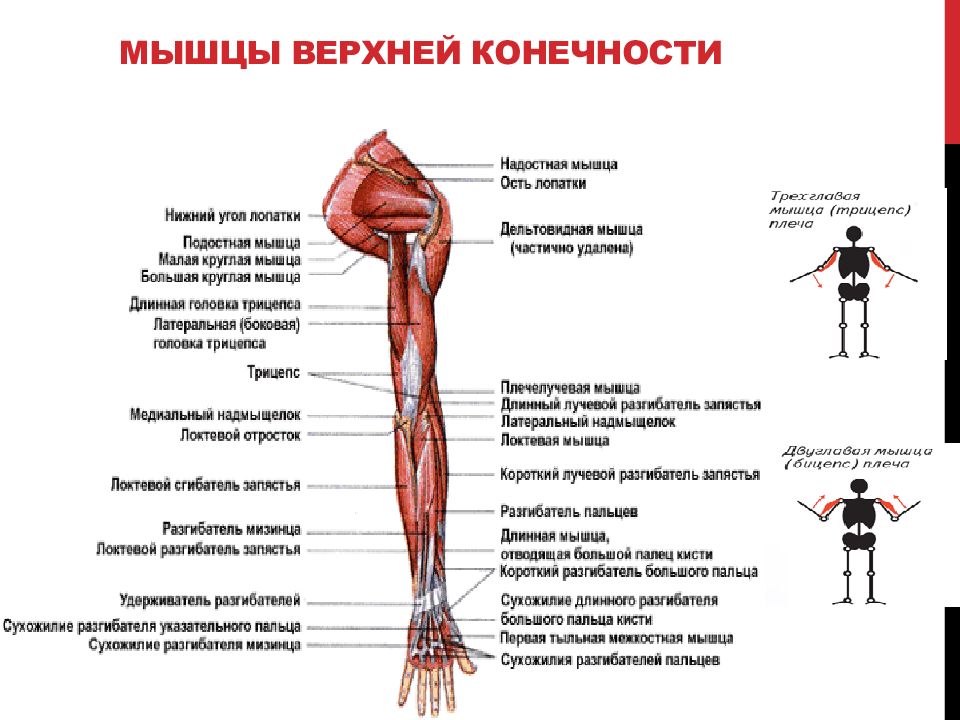 Мышцы рук: строение и функции