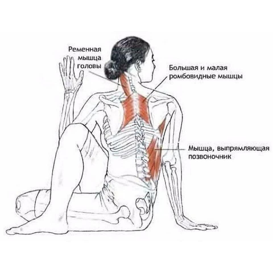 Как растянуть трапециевидную мышцу спины: упражнения и рекомендации