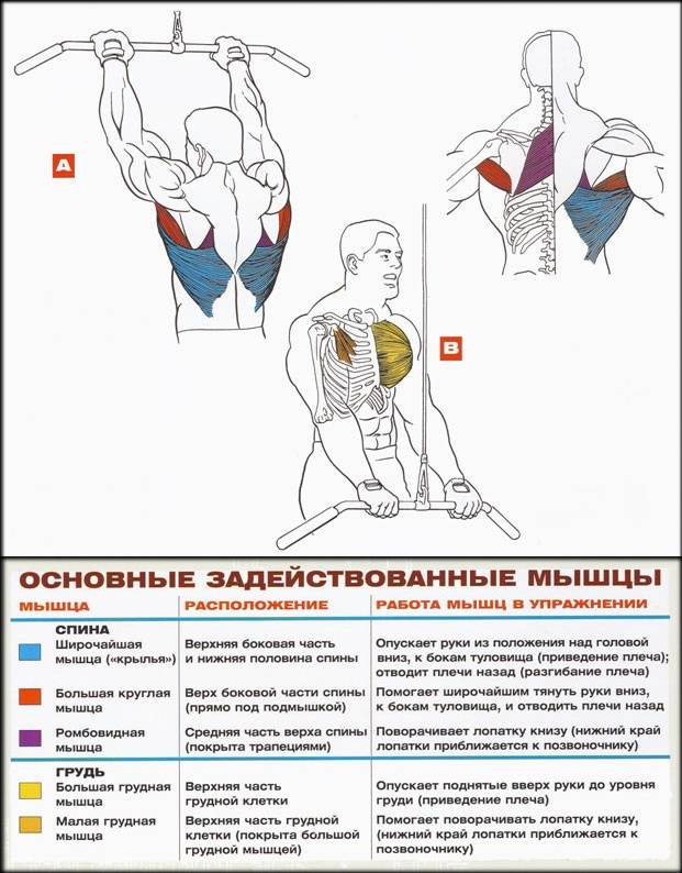 Упражнения на широчайшие мышцы спины для девушек и мужчин: тренировка в тренажерном зале и в домашних условиях