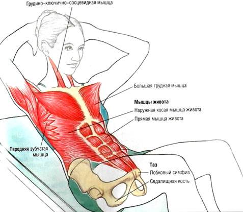 Анатомия и строение мышц живота 
анатомия и строение мышц живота