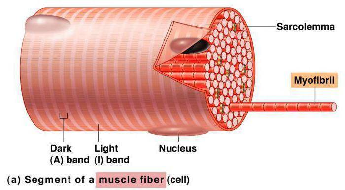 Взаимосвязь между мпк и композицией мышечных волокон
взаимосвязь между мпк и композицией мышечных волокон
