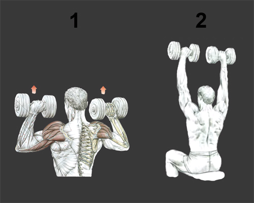 Как сделать плечи шире: 10 шагов (с иллюстрациями)