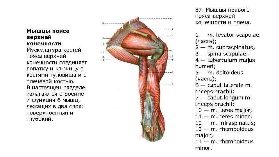 I. мышцы верхней конечности и плечевого пояса [1938 лесгафт п.ф. - анатомия мышечной системы]