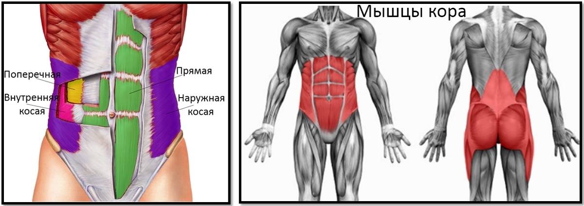 Мышцы стабилизаторы