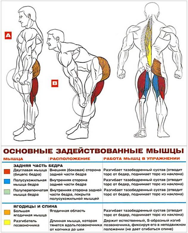 Становая тяга с гантелями: виды и техника выполнения упражнения