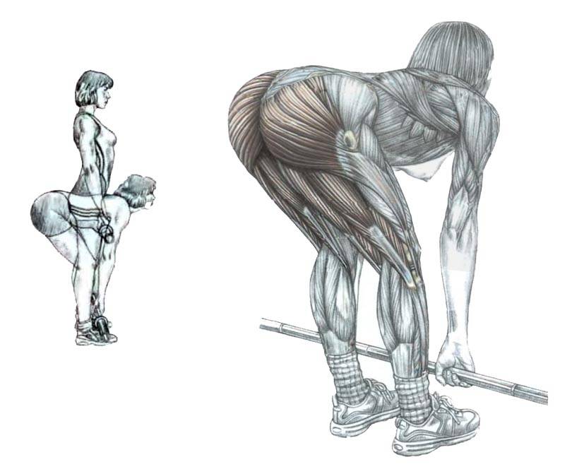 Становая тяга на прямых ногах: особенности упражнения | rulebody.ru — правила тела