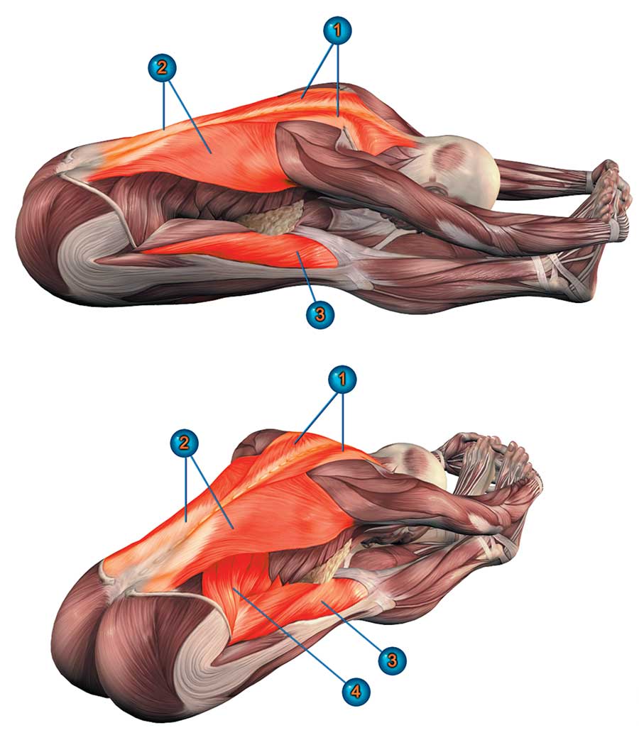 Разгибатели спины - анатомия, упражнения | irksportmol.ru