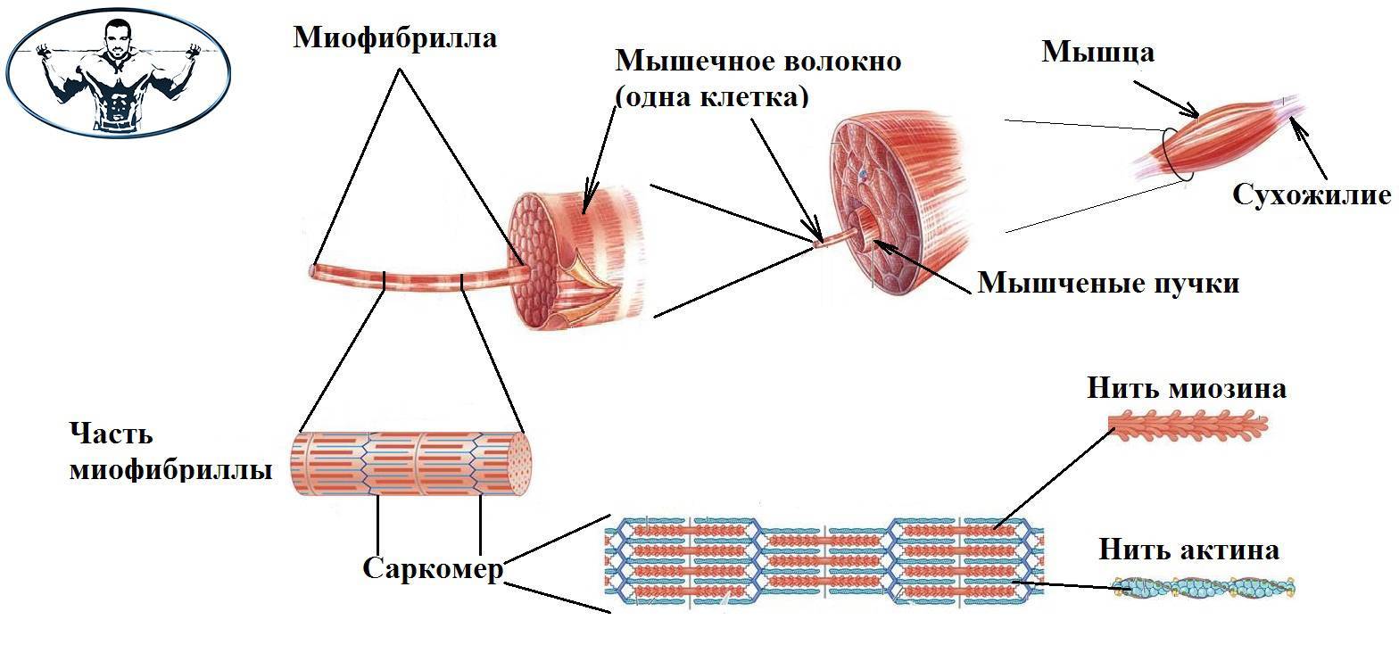 Типы мышечных волокон! какие бывают мышечные волокна