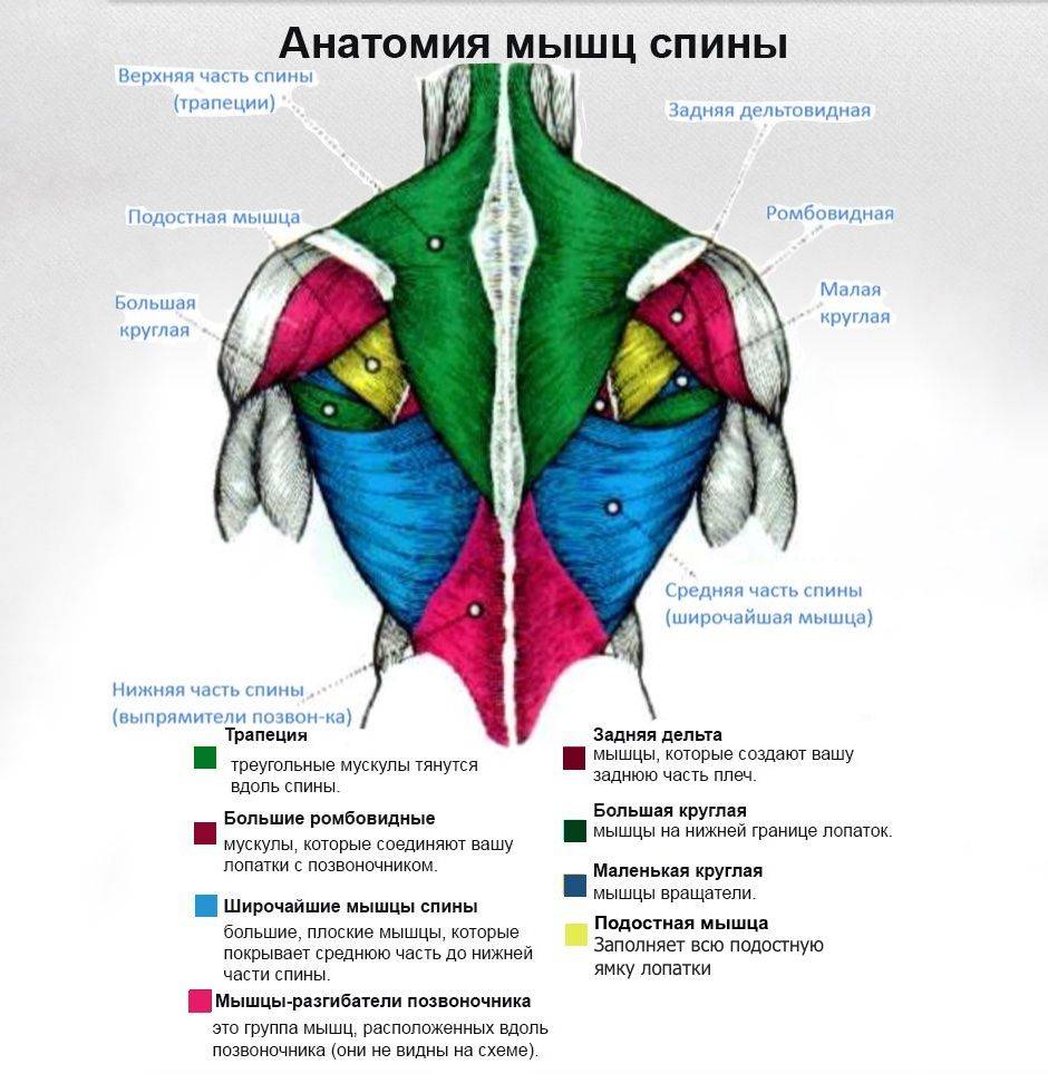 Анатомия и строение мышц спины 
анатомия и строение мышц спины