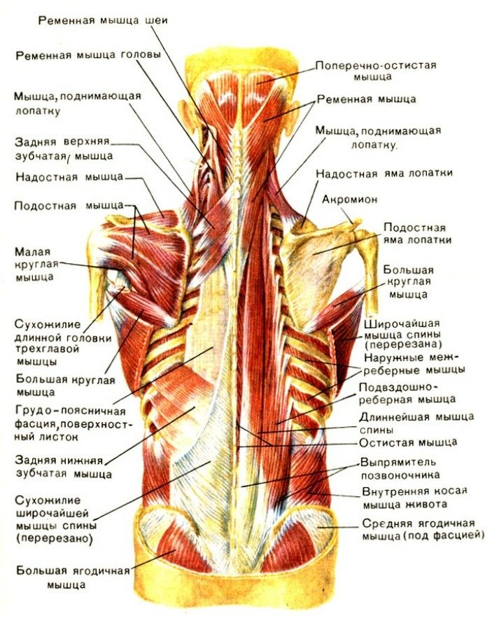 Мышцы спины: анатомия, функции в позвоночнике (трапециевидные, глубокие, выпрямляющие)